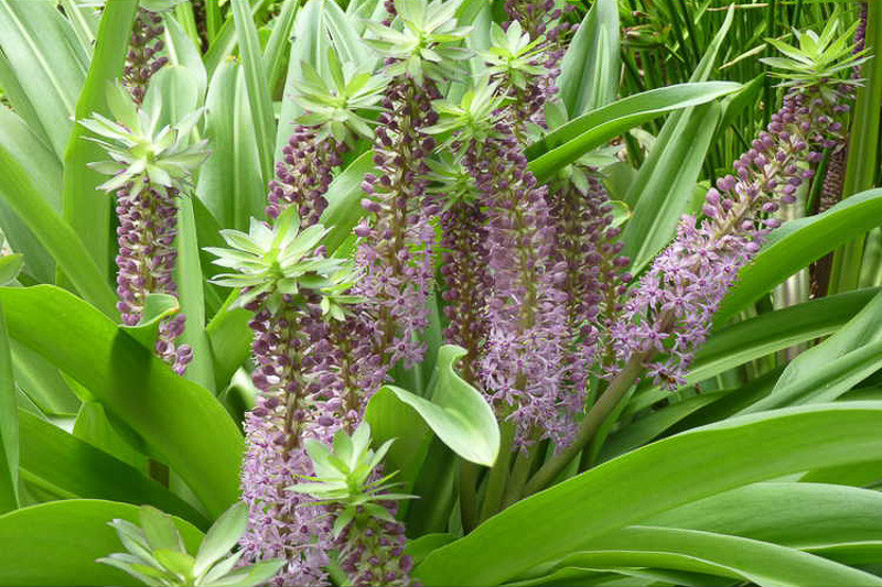 comosa 'Reuben' (Pineapple Lily)